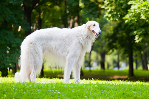 Rare Dog Breed - Borzoi