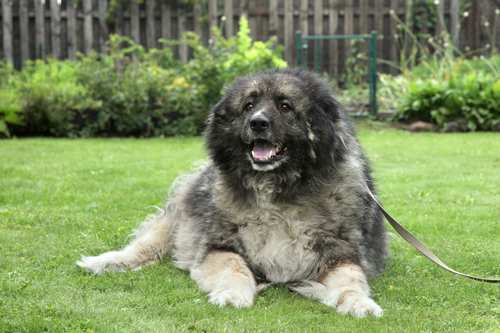 Rare Dog Breed- Caucasian Ovcharka