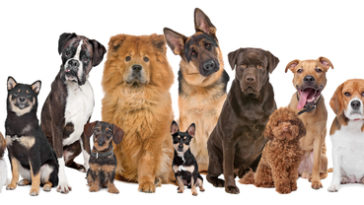 Rare Dog Breeds