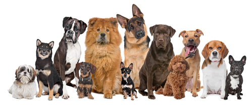 Rare Dog Breeds