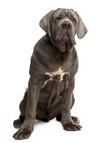 Rare Dog Breed - Neapolitan Mastiff 