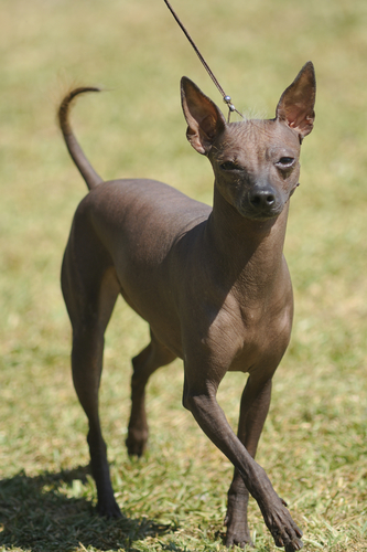 Rare Dog Breed -Peruvian Inca Orchid