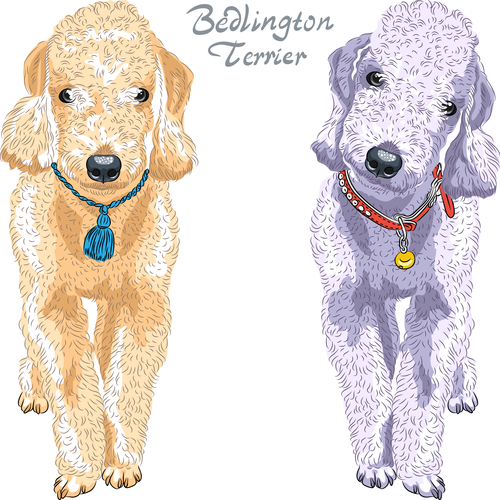 Rare Dog Breed - Bedlington Terrier breed