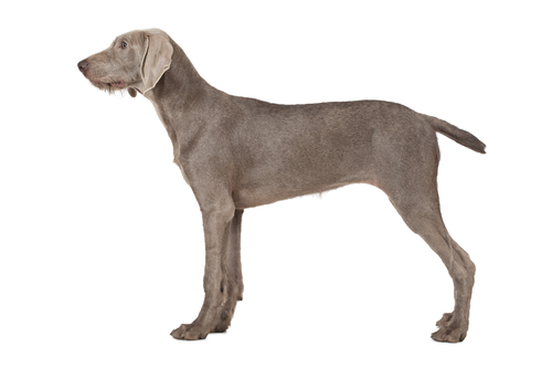 Rare Dog Breeds - Catalburun