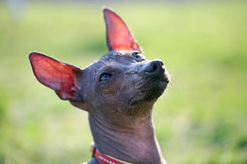 Rare Dog Breed- Xoloitzcuintli